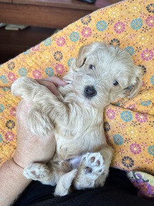 Cameo (F1 Mini Schnoodle)