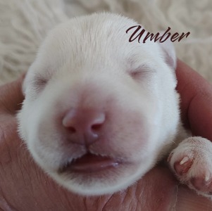 Umber