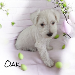 Oak White Chocolate  (White Chocolate Mini Schnauzer )