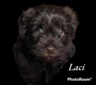 Laci (F1b Mini Schnoodle Chocolate w/blue in eyes )