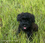 Kate (F1b Mini Schnoodle Black )