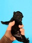 Finnegan (Solid black Mini Schnoodle)