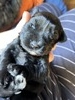 Gerber “Daisy “ (Black Mini Schnauzer  Double Blue Eyes)