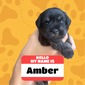 Orange collar Black n Silver female (Amber )