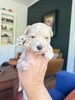 Cameo (F1 Mini Schnoodle)