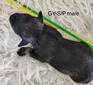 GY-Salt Pepper male (Champagne )